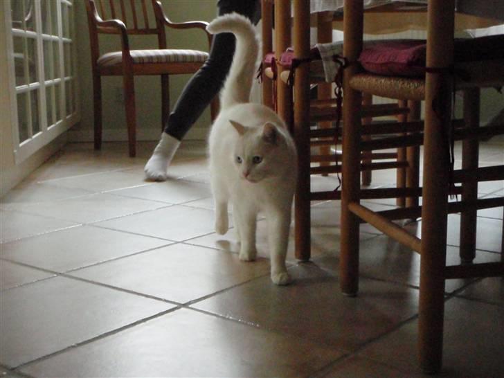 Huskat Mille - Jeg er sulten billede 3