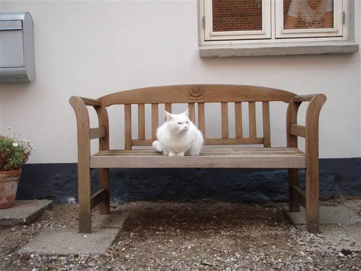 Huskat Mille - Ingen fremmede katte kommer herind på mit område..! billede 4