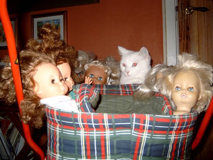 Huskat Mille - Dengang jeg var lille lejede jeg med min ejer mie billede 5