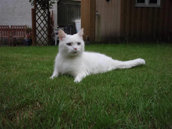 Huskat Mille - Uhhaa hva sker der.?? billede 6