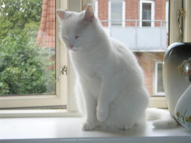 Huskat Mille - hmm. jeg er lidt træt billede 8