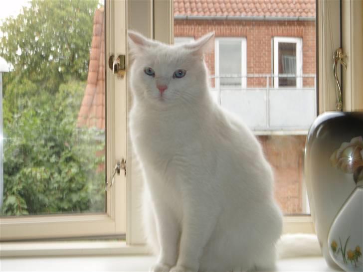 Huskat Mille - Uhh så jer slet ikke sad lige og tog mig en morfar billede 9