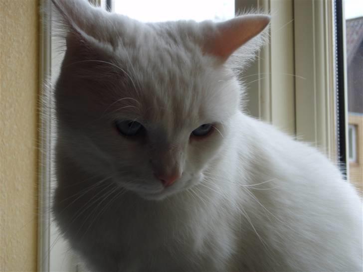 Huskat Mille - Ja ja jeg ved det da godt jeg er sød billede 10