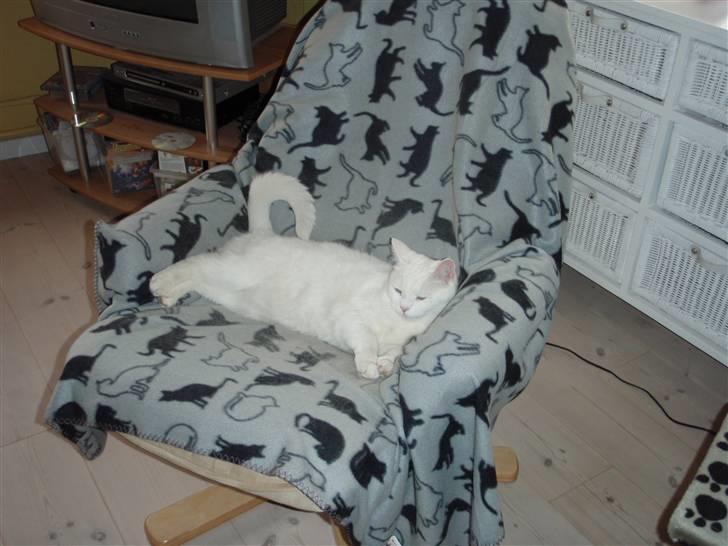 Huskat Mille - Min dejlige stol.. billede 11