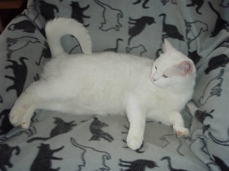 Huskat Mille - det er min helt private stol. billede 12