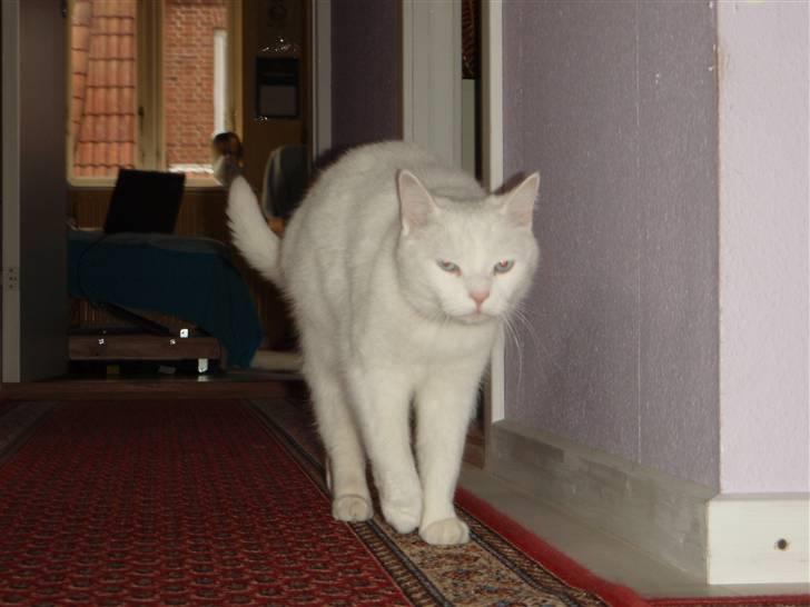 Huskat Mille - nejj nu lad ig da være i fred.. : / billede 13