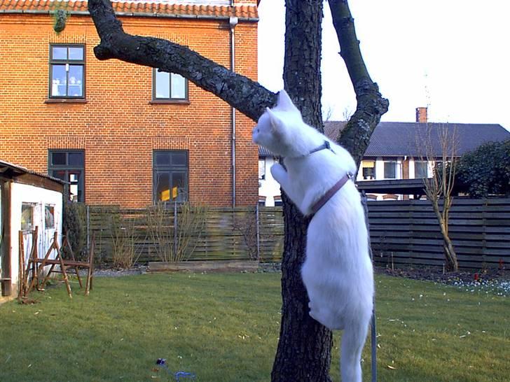 Huskat Mille - dengang jeg var lille og var kun lige flyttet ind skulle lige vænde mig til det hele..;) billede 14