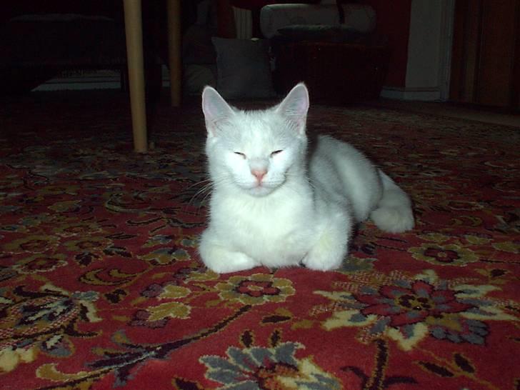 Huskat Mille - ja nemlig jaa jeg er sød.. haha billede 15