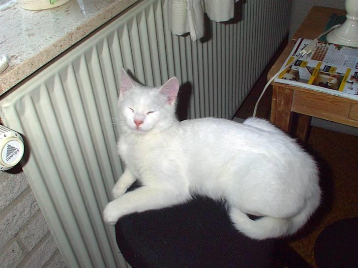 Huskat Mille - mmmmm. billede 16