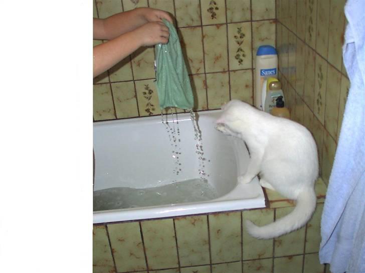 Huskat Mille - lejer lige med vandet men jeg kommer sk* ikke derned.. billede 17