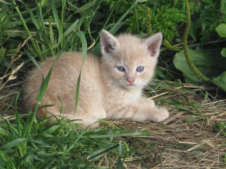 Huskat Pink Panda **Forsvundet** - Velkommen til Pink Panda´s profil!! :D billede 1