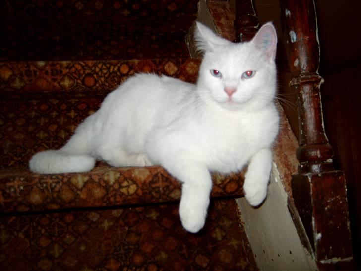 Huskat Mille - Jeg er dronningen af huset her billede 18