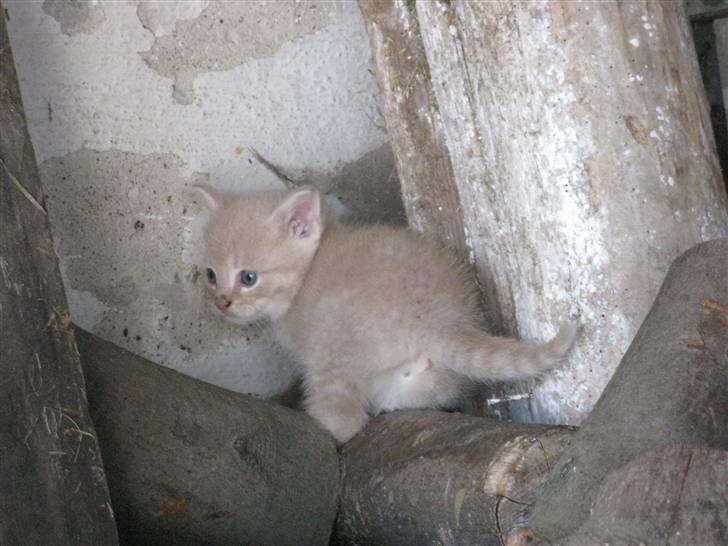 Huskat Pink Panda **Forsvundet** billede 2