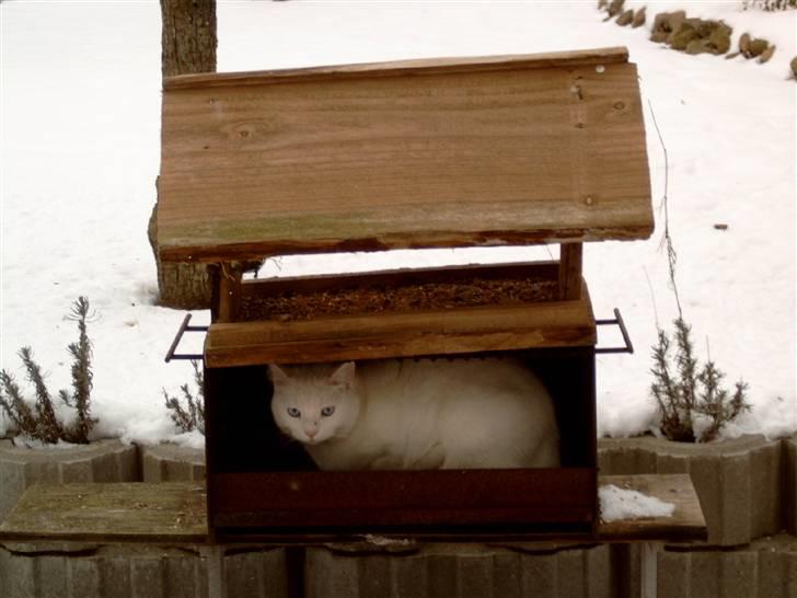 Huskat Mille - så små fugle kom i bare.. men de kommer jo ikke når du sider under fugleburet, Mille  hehe billede 19