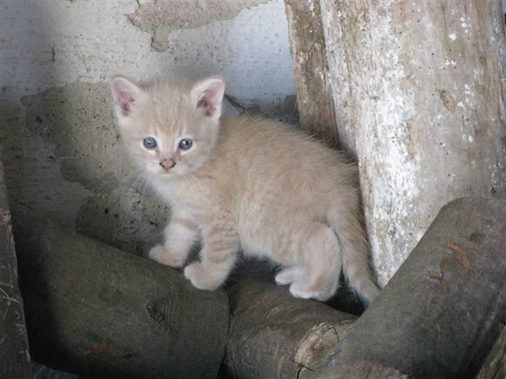 Huskat Pink Panda **Forsvundet** billede 3