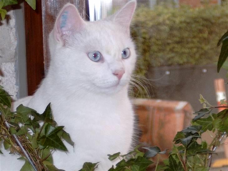 Huskat Mille - sidder pænt må jeg få en kattebom.. billede 20