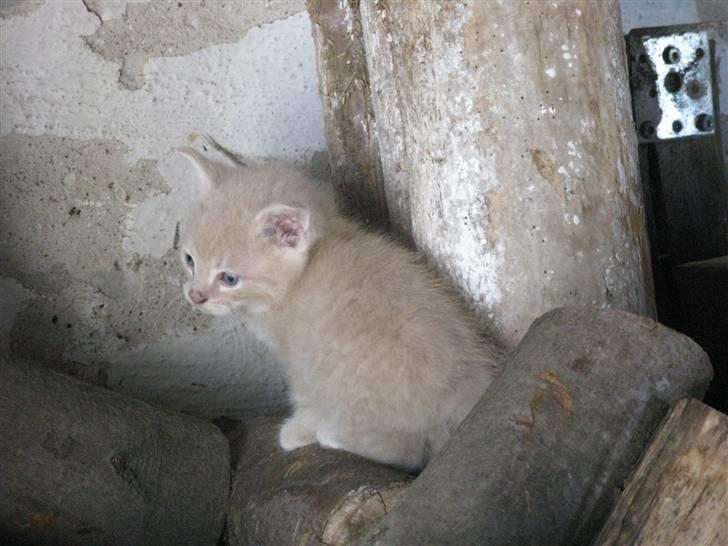 Huskat Pink Panda **Forsvundet** billede 4