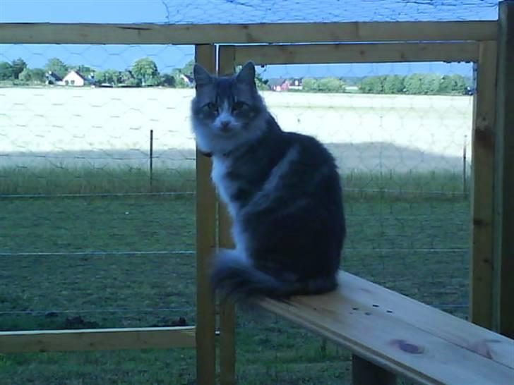 Norsk Skovkat spitty billede 20