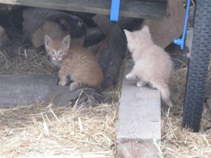 Huskat Pink Panda **Forsvundet** billede 5