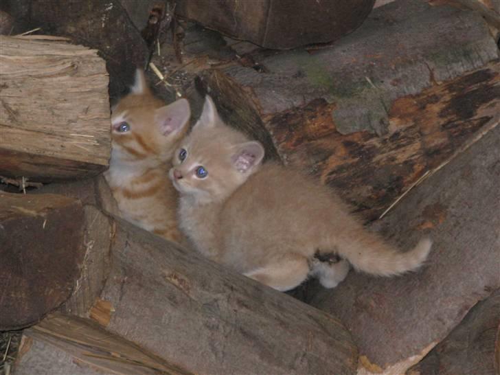 Huskat Pink Panda **Forsvundet** billede 6