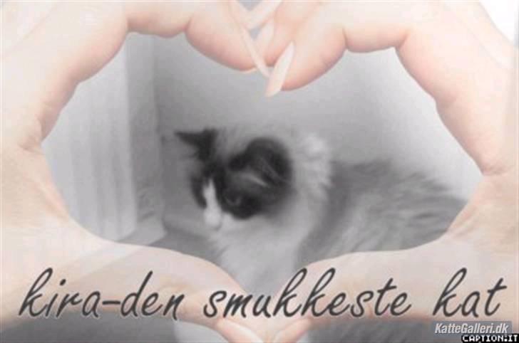 Blanding af racer Kira*VÆK* :'( billede 10