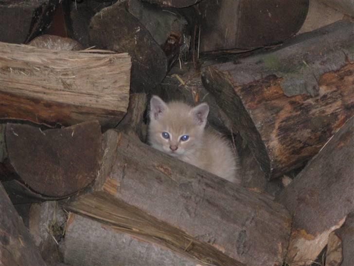 Huskat Pink Panda **Forsvundet** billede 7