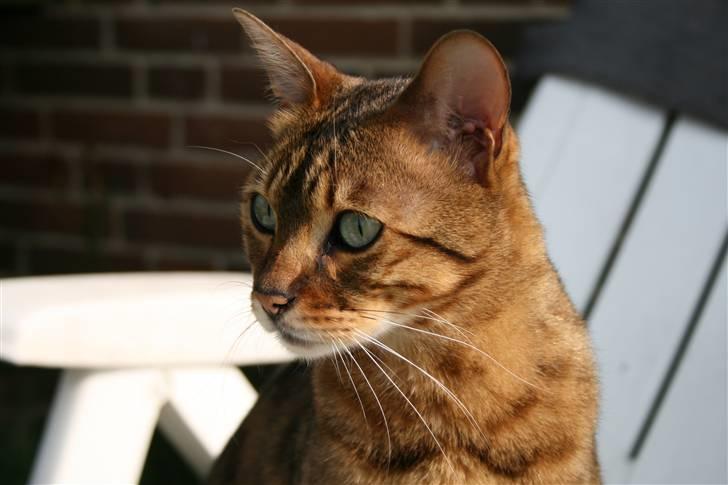 Bengal Leopold - Der kigges efter fugle billede 1