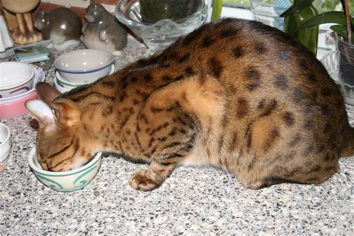 Bengal Leopold - Guffe billede 2