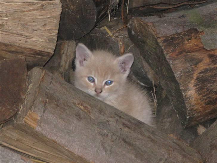 Huskat Pink Panda **Forsvundet** billede 8