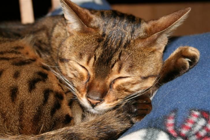 Bengal Leopold - ZZZZZZZ billede 3