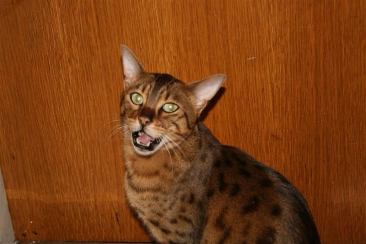 Bengal Leopold - Du skal ikke svarre mig igen billede 4