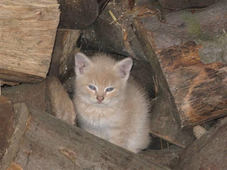 Huskat Pink Panda **Forsvundet** billede 9