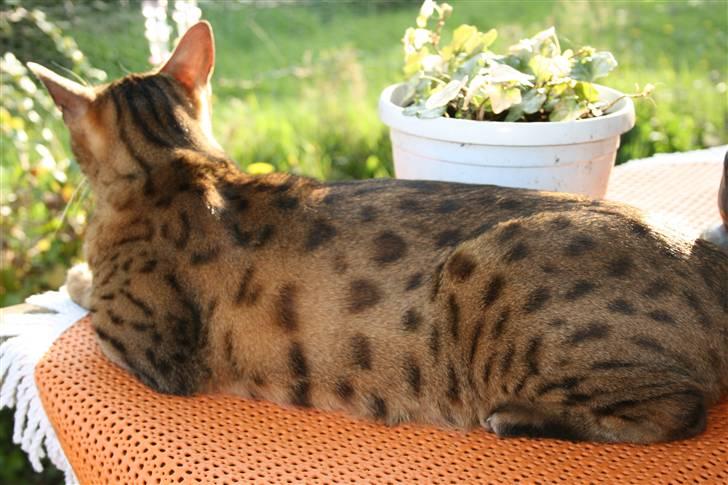 Bengal Leopold - Se mine smukke pletter billede 5