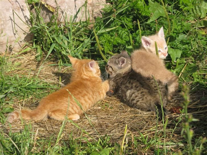 Huskat Pink Panda **Forsvundet** billede 10