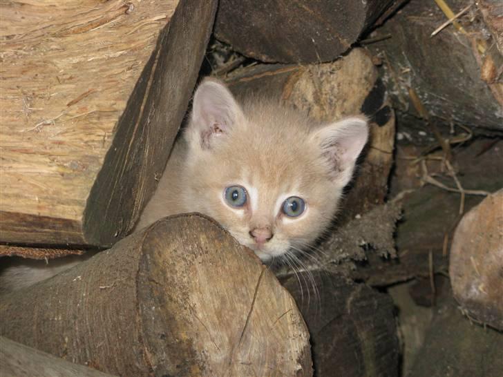 Huskat Pink Panda **Forsvundet** billede 11