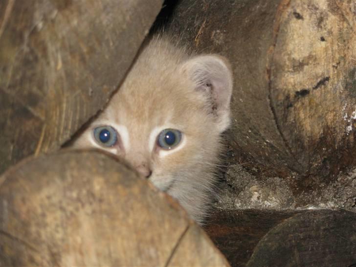 Huskat Pink Panda **Forsvundet** billede 12