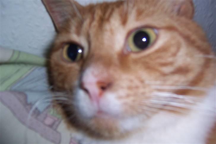 Huskat Richard *FORSVUNDET* - Hey, sgi da ikke så tæt på altså billede 1