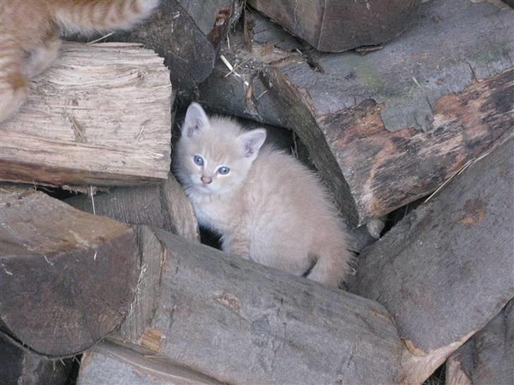 Huskat Pink Panda **Forsvundet** billede 13