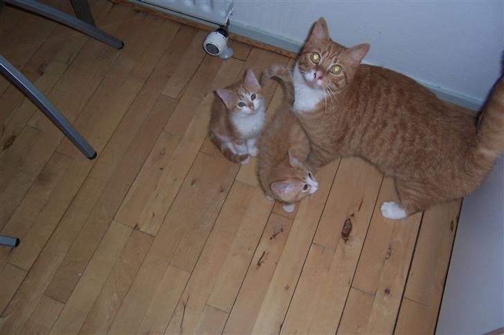 Huskat Richard *FORSVUNDET* - Ja ja så tag dog det skide billede af mig og mine åndsvage lillebrødre. billede 5