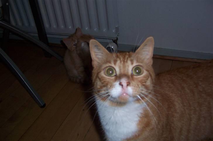 Huskat Richard *FORSVUNDET* - Har du mam mor? billede 6