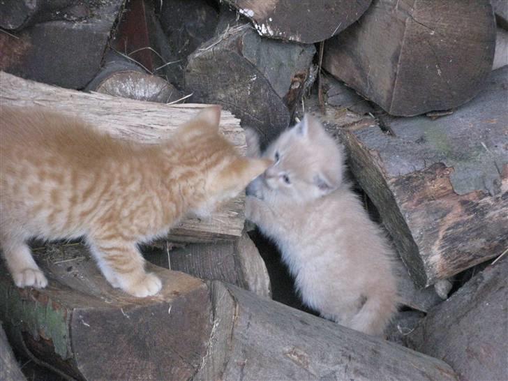 Huskat Pink Panda **Forsvundet** billede 14