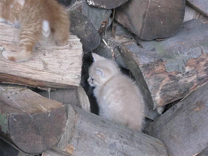 Huskat Pink Panda **Forsvundet** billede 15