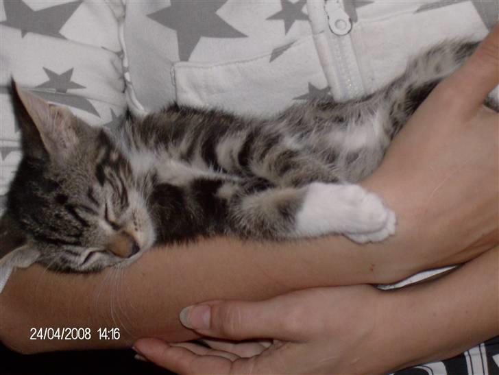 Blanding af racer bella - mor fik lige lov at holde mig lidt billede 11