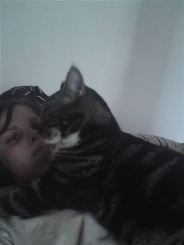 Blanding af racer bella - ligger lige på vores radiator billede 12