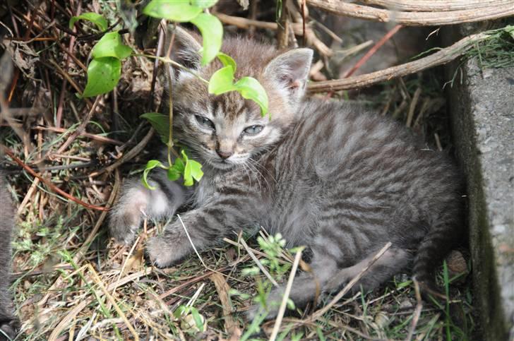 Blanding af racer Scooby VÆK:( billede 1