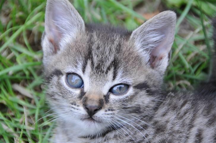 Blanding af racer Scooby VÆK:( billede 2