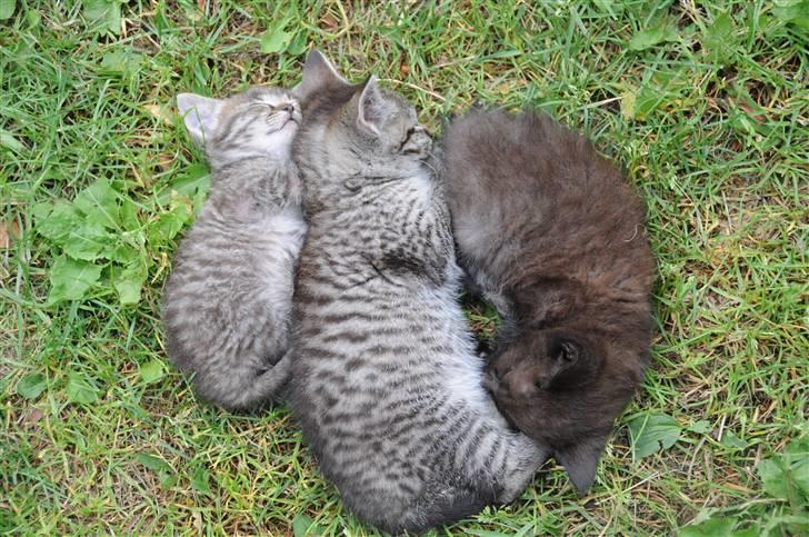 Blanding af racer Scooby VÆK:( - Scooby er den mis der er længest over til venstre billede 3