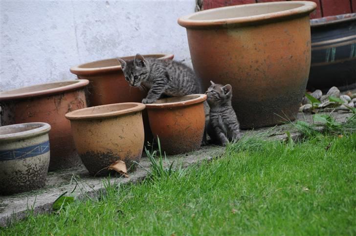 Blanding af racer Scooby VÆK:( - Den mis der er nederst billede 4