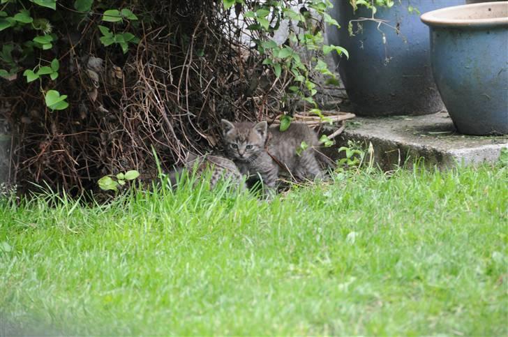 Blanding af racer Scooby VÆK:( billede 5