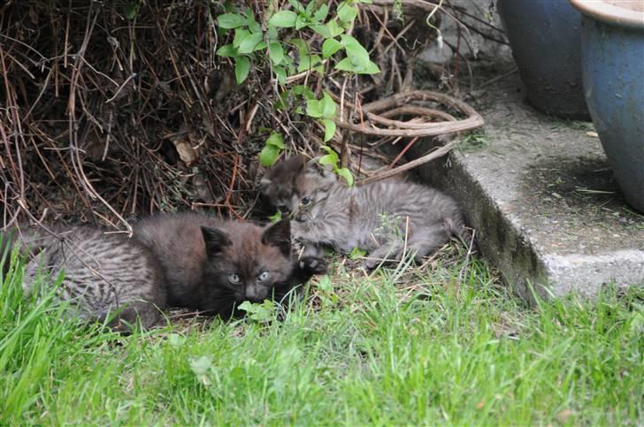 Blanding af racer Scooby VÆK:( - Scooby er til højer billede 6